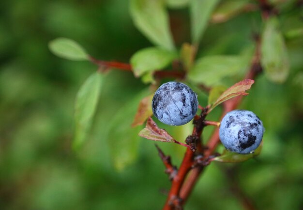 Prunus spinosa or Blackthorn in garden outdoor