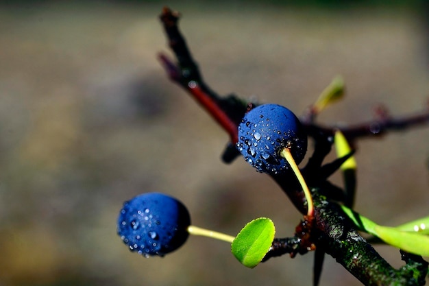 Foto prunus spinosa il prugnolo è una specie di arbusto della famiglia delle rosacee