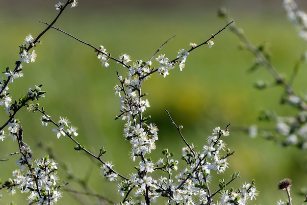 Prunus spinosa or blackthorn white spring flowers green background