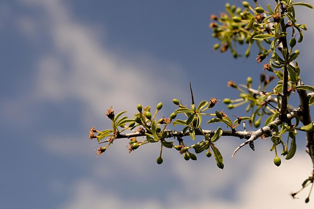 Prunus spinosa de sleedoorn is een struik uit de rosaceae-familie