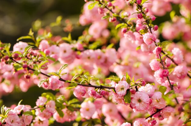 Prunus triloba blossoms.