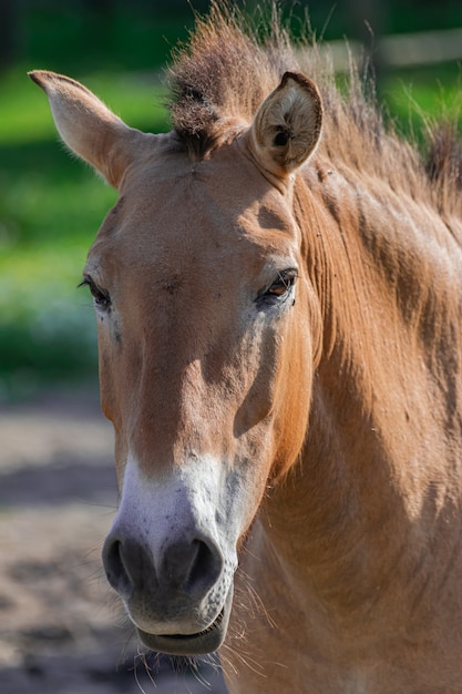 Ritratto della testa di cavallo di przewalski