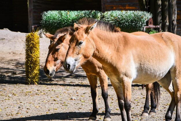 モンゴルの野生馬とも呼ばれるプルゼワルスキーの馬は、動物園では珍しく絶滅の危機に瀕している馬です。動物園の動物。