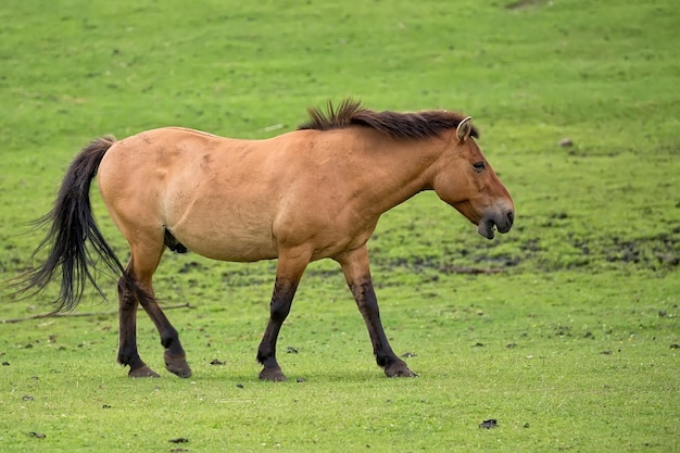 Przewalski's horse in a clearing