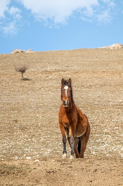 Przewalski's horse in nature on a hillside