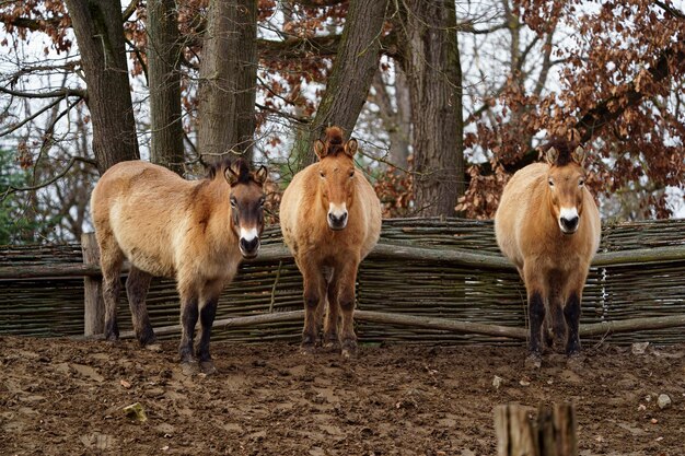 Przewalski's paard