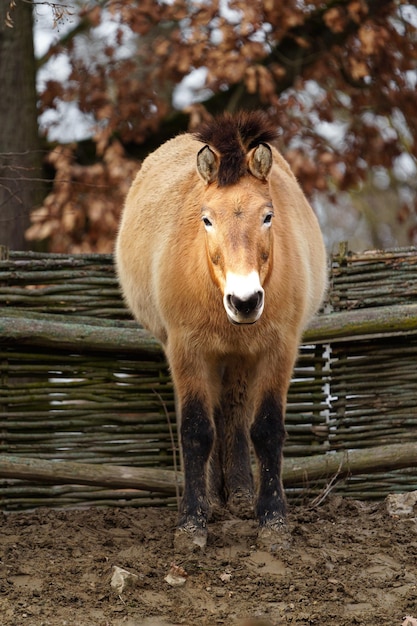 Przewalskis horse