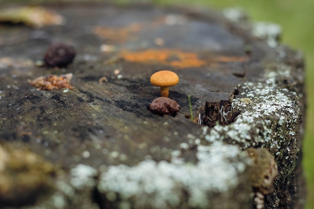 Psathyrella candolleana, group of mushrooms growing on the tree.