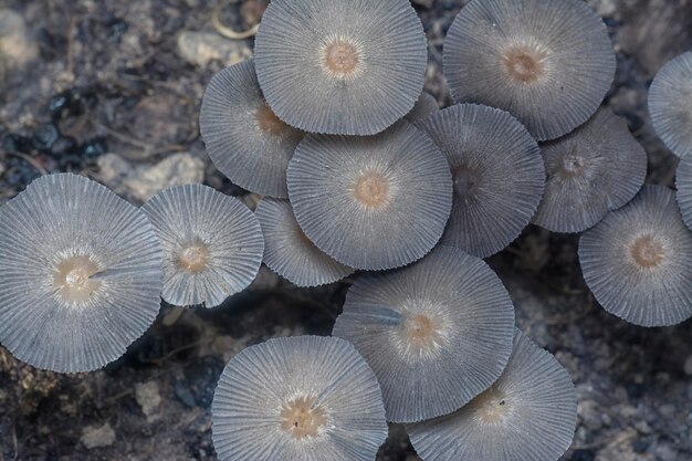 psathyrellaceae mushrooms sprouting out from the ground