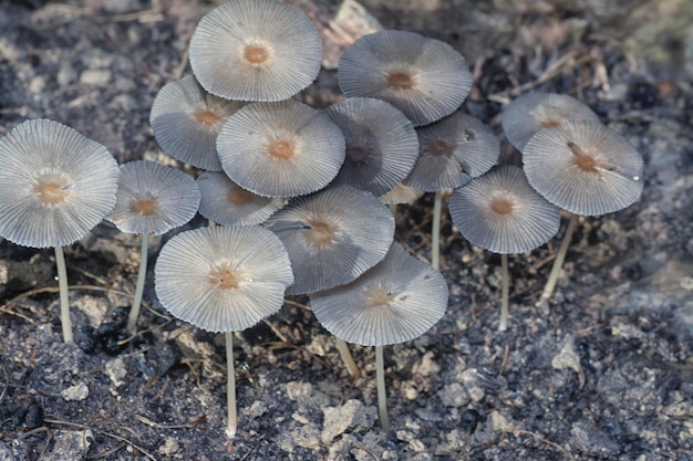 プサティレラシエ (Psathyrellaceae) 菌類は地面から芽をかせている