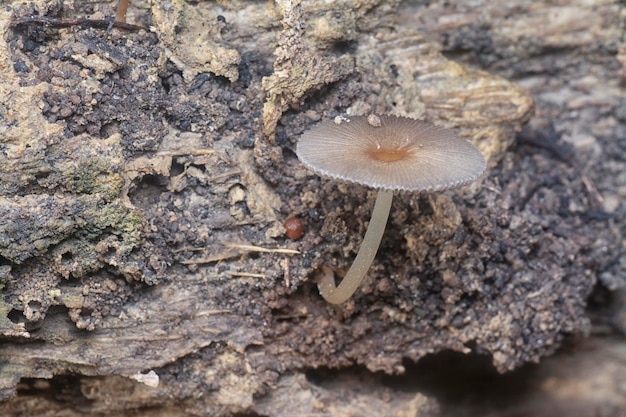 プサティレラシエ (Psathyrellaceae) 菌類は地面から芽をかせている