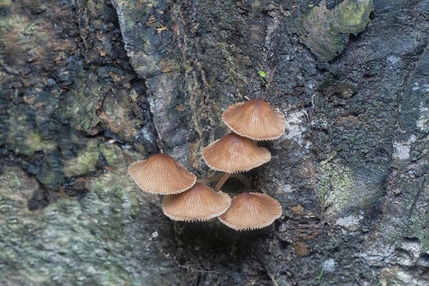 psathyrellaceae mushrooms sprouting out from the ground