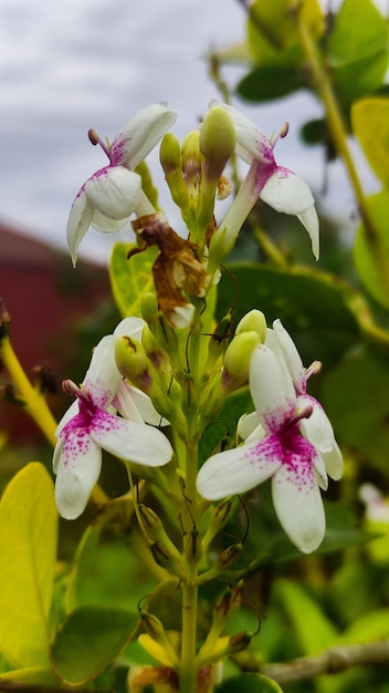 자연 배경에 pseuderanthemum 녹색 잎