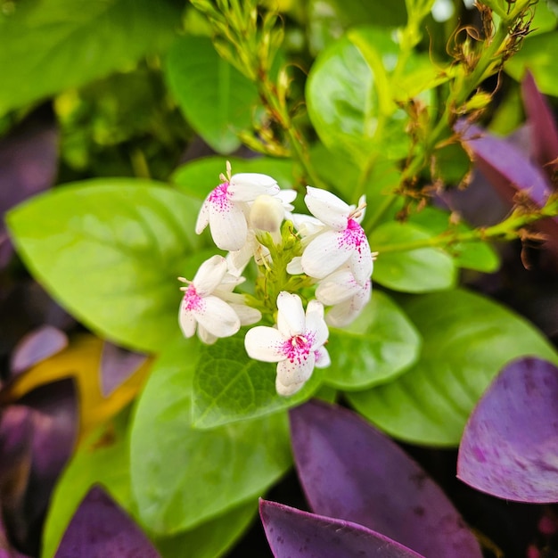 Photo pseuderanthemum maculatum flower commonly known as yellowvein eranthemum or golden pseuderanthemum