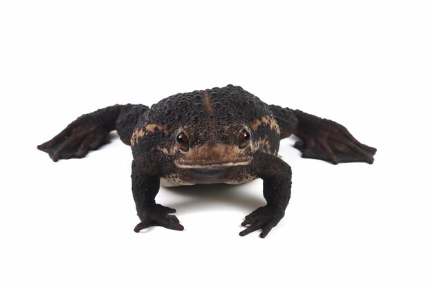 Pseudo subasper toad isolated on white background