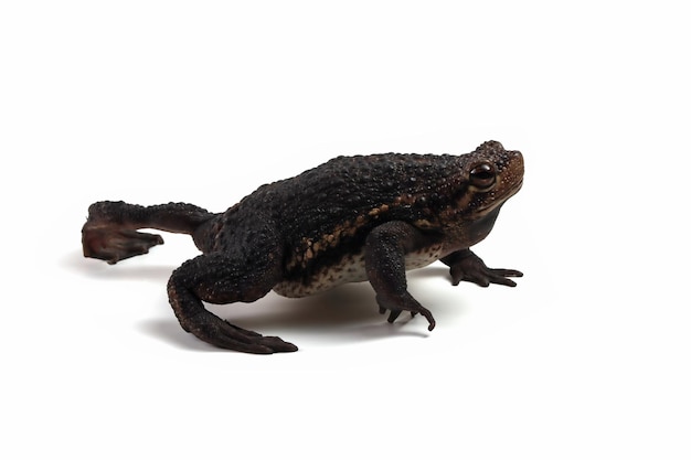 Pseudo subasper toad isolated on white background