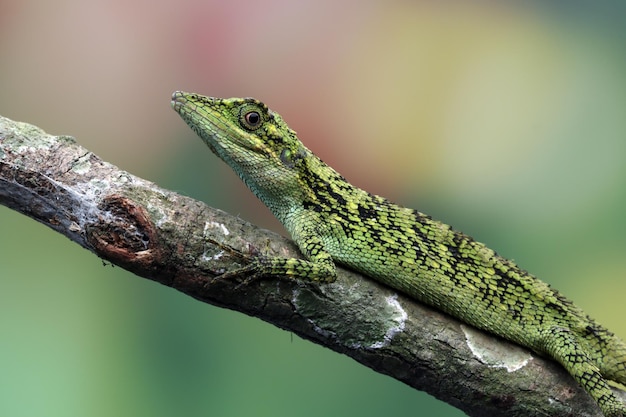 Pseudocalotes tympanistriga closeup testa lucertola indonesiana