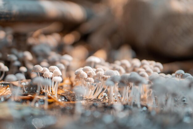 Psilocybe paddenstoelen