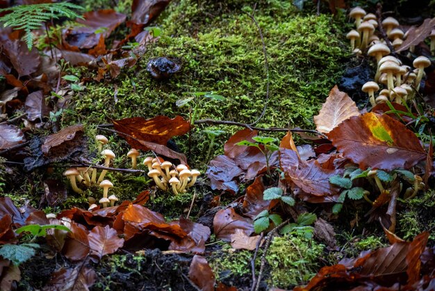 Photo psilocybin magic mushrooms in forest