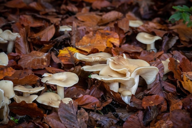 Photo psilocybin magic mushrooms in forest