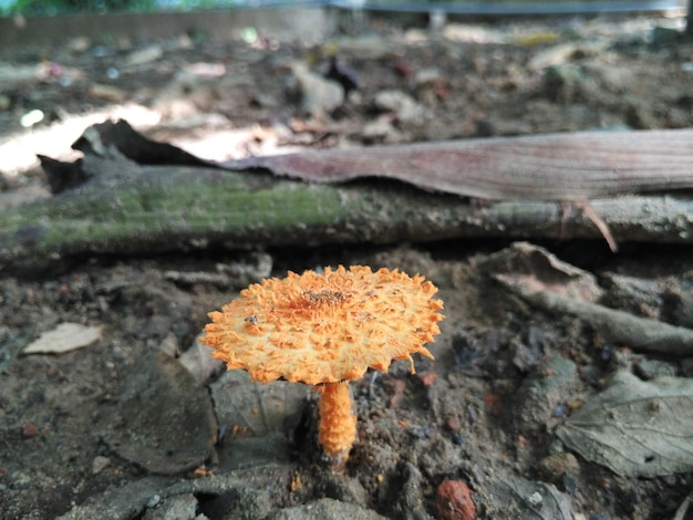 Foto funghi di psilocibina che crescono sul campo nella foresta