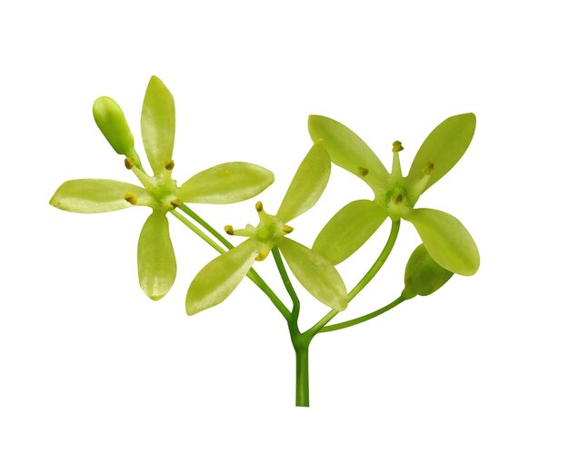 Ptelea trifoliata 普通のホップツリーは,さまざまな病気の調味料とハーブ薬として使用されます.