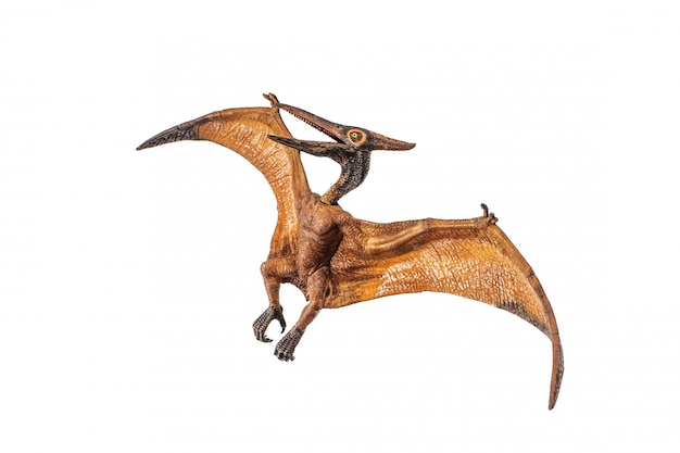 흰색 배경에 Pteranodon (Pterodactyl) 공룡