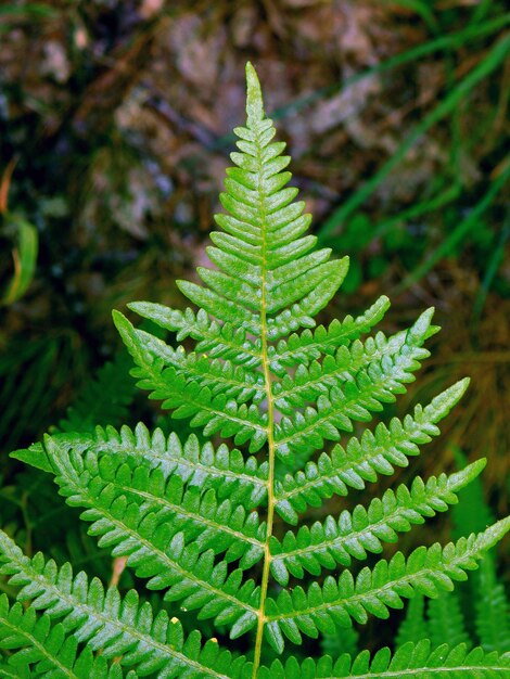 매크로에 Pteridium aquilinum 잎