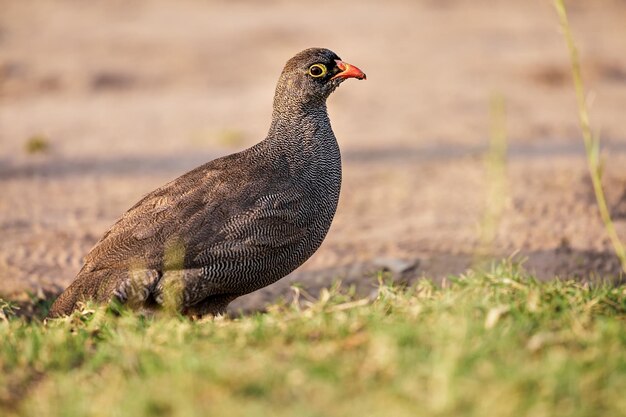 Pternistis hartlaubi sits on the grass Namibia