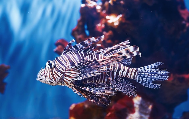 Pterois volitans Onderwater close-up van tropische vissen Leven in de oceaan