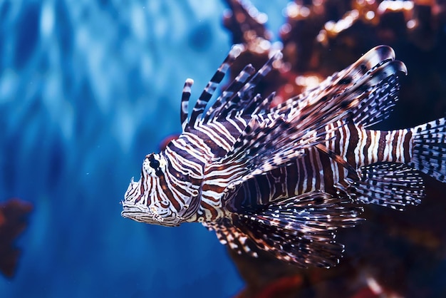 Pterois volitans Underwater close up view of tropical fishes Life in ocean