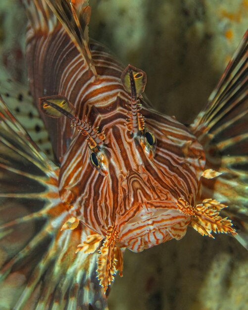 Photo pterois volitans