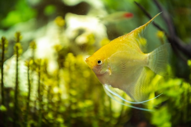 Photo pterophyllum scalare in aqarium water yellow angelfish