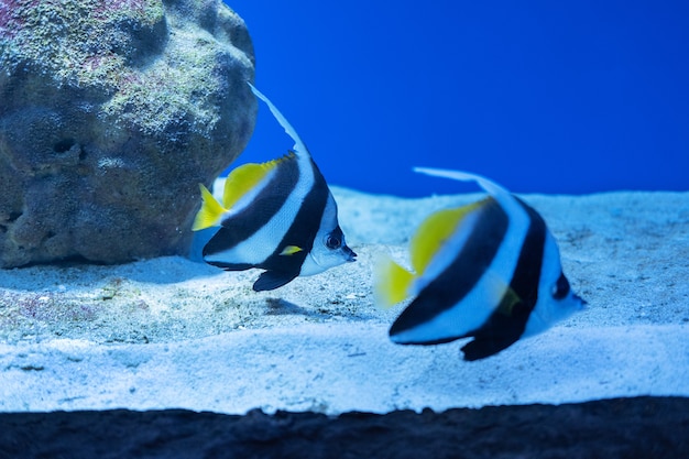 Pterophyllum scalare black and white stripes and yellow fins