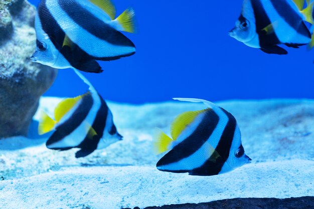 Pterophyllum scalare black and white stripes and yellow fins