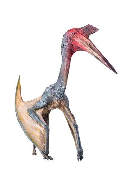 Foto il dinosauro pterosauro su sfondo isolato