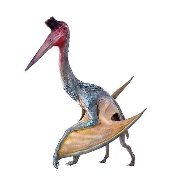 Foto il dinosauro pterosauro sullo sfondo isolato