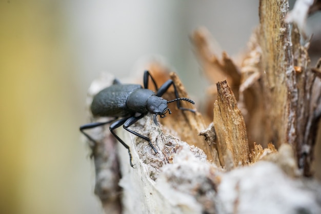 Pterostichus insect close-up, genus ground beetles from the subfamily Platyninae in natural habitat.