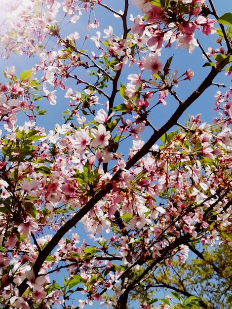 Ptrozbloeiende appelboom tegen de lucht