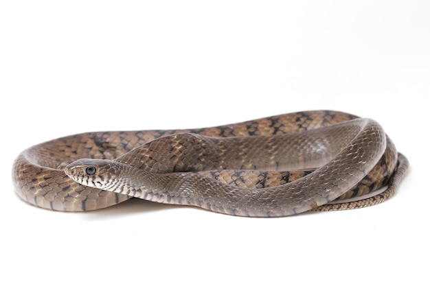 Ptyas mucosa  oriental  Indian rat snake  Isolated on white .