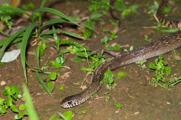 Ptyas mucosa, oriental ratsnake, Indian rat snake in the wildlife