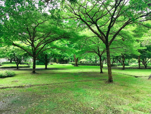 Public park background on a summer day