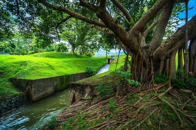 Un luogo pubblico per i viaggi di piacere ampio prato e un grande paesaggio di alberi al parco per rilassarsi con nella foresta naturale vista sulle montagne primavera cielo nuvoloso sfondo con nuvola bianca nell'università di chiang mai