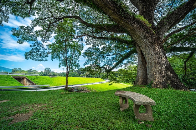 Un luogo pubblico per i viaggi di piacere ampio prato e un grande paesaggio di alberi al parco per rilassarsi con nella foresta naturale vista sulle montagne primavera cielo nuvoloso sfondo con nuvola bianca nell'università di chiang mai