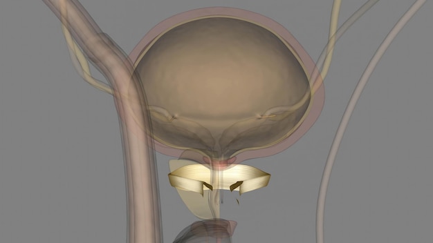 Photo puboprostatic ligaments hold and stabilize the prostate against the pubic bone