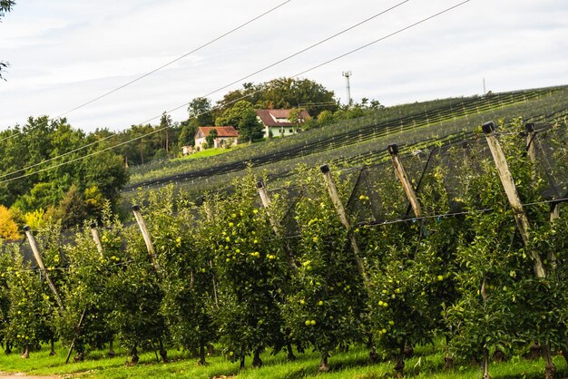 Puch bei Weiz town on apple street famous for apple orchards in region Styria