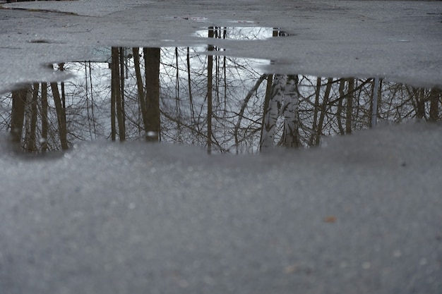 Photo a puddle on the asphalt, trees are reflected in it. late autumn concept