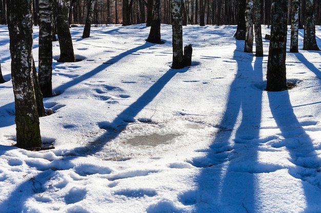 Puddle from melting snow in birch grove