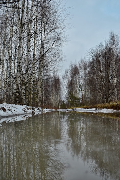 Puddle in the spring forest