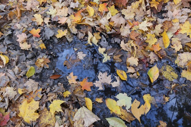 Photo a puddle of water with leaves on it and the word fall on it.